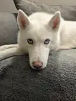 How am I supposed to say no?