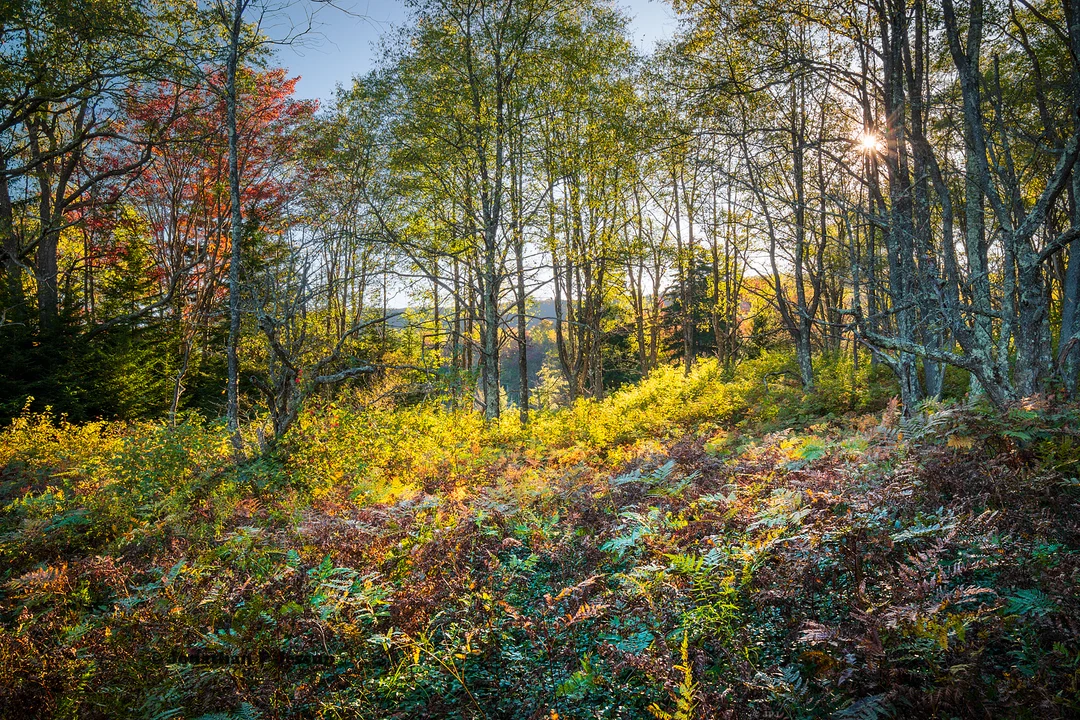 Autumn forest scene, WV highlands USA [OC] [1620x1080] | Scrolller