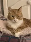Loki looks like a distinguished gentleman sitting with his paws crossed.