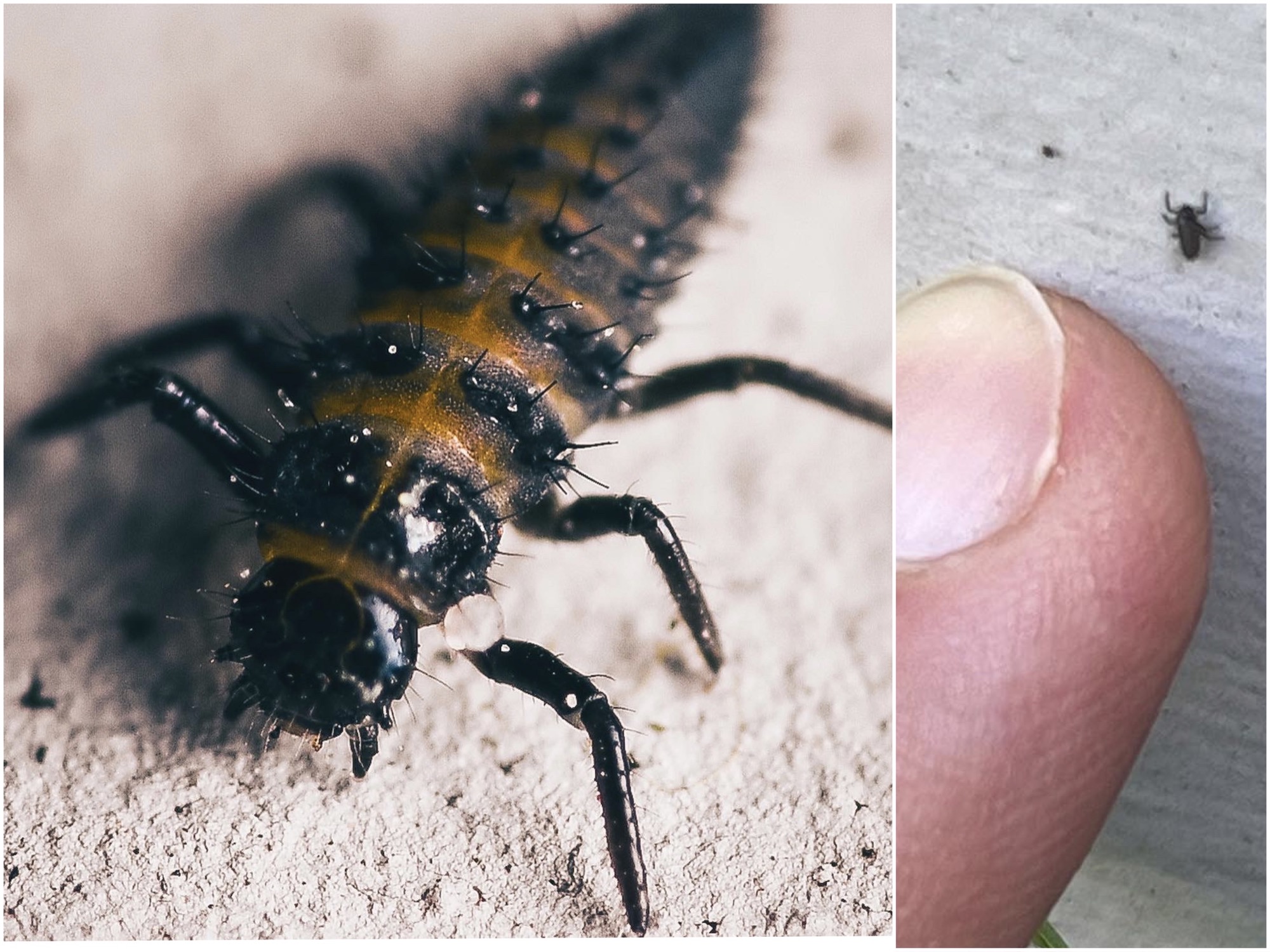 Newborn baby ladybug, finger for scale