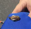[OC] A furry puss caterpillar. Didn't realize as I was pulling it off that it's the most venomous caterpillar in the entire country. "Puss caterpillars sting like a “scorching-hot knife.” Their wig-like hairs are actually spines that cause intense pain, swelling, vomiting, and fever if touched."😬