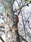 Squirrel barking all day in tree
