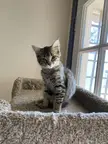 Hi, Mowgli here. I’ve grown up a bit