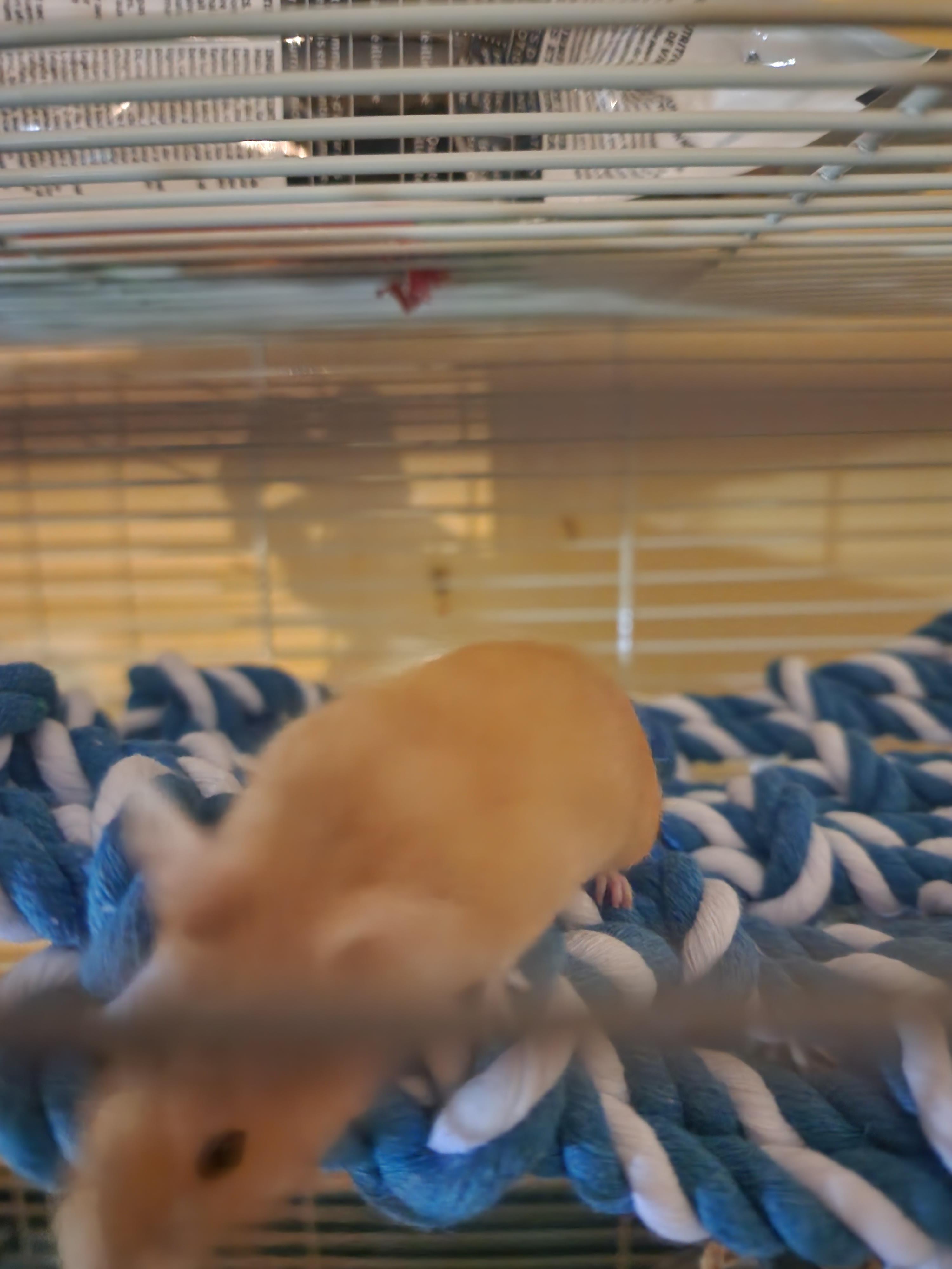 Spontaneously adopted rat passed away, I need to know if I did anything wrong