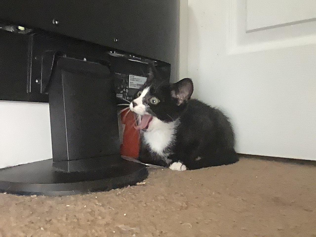 Silly goofy ahh kitten yawning