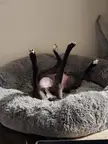 Congratulations, it's a legs!