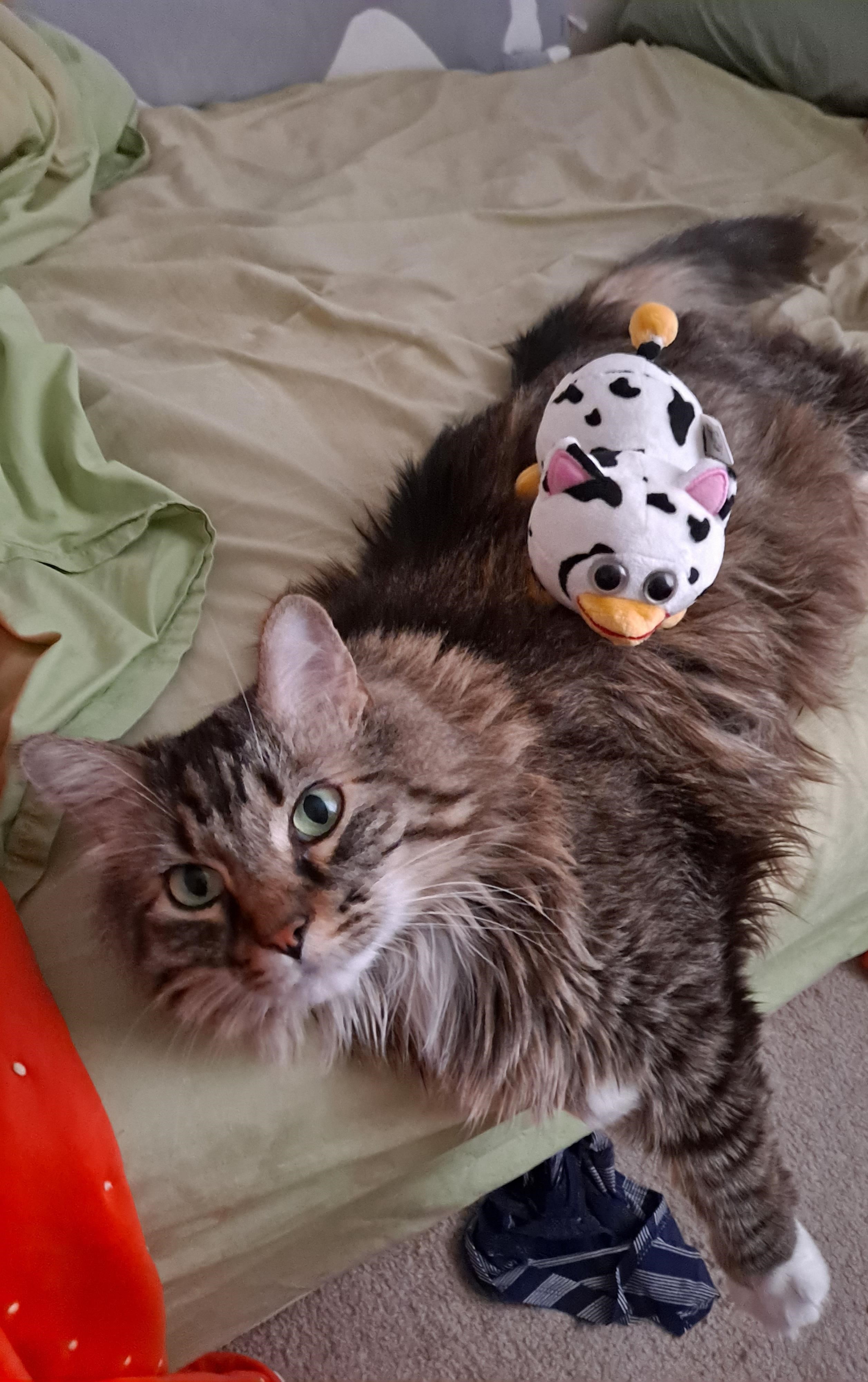 Toys on cat