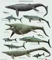 A chart of many but not all of the diversity of ichthyosaurs (by Mario Lanzas)
