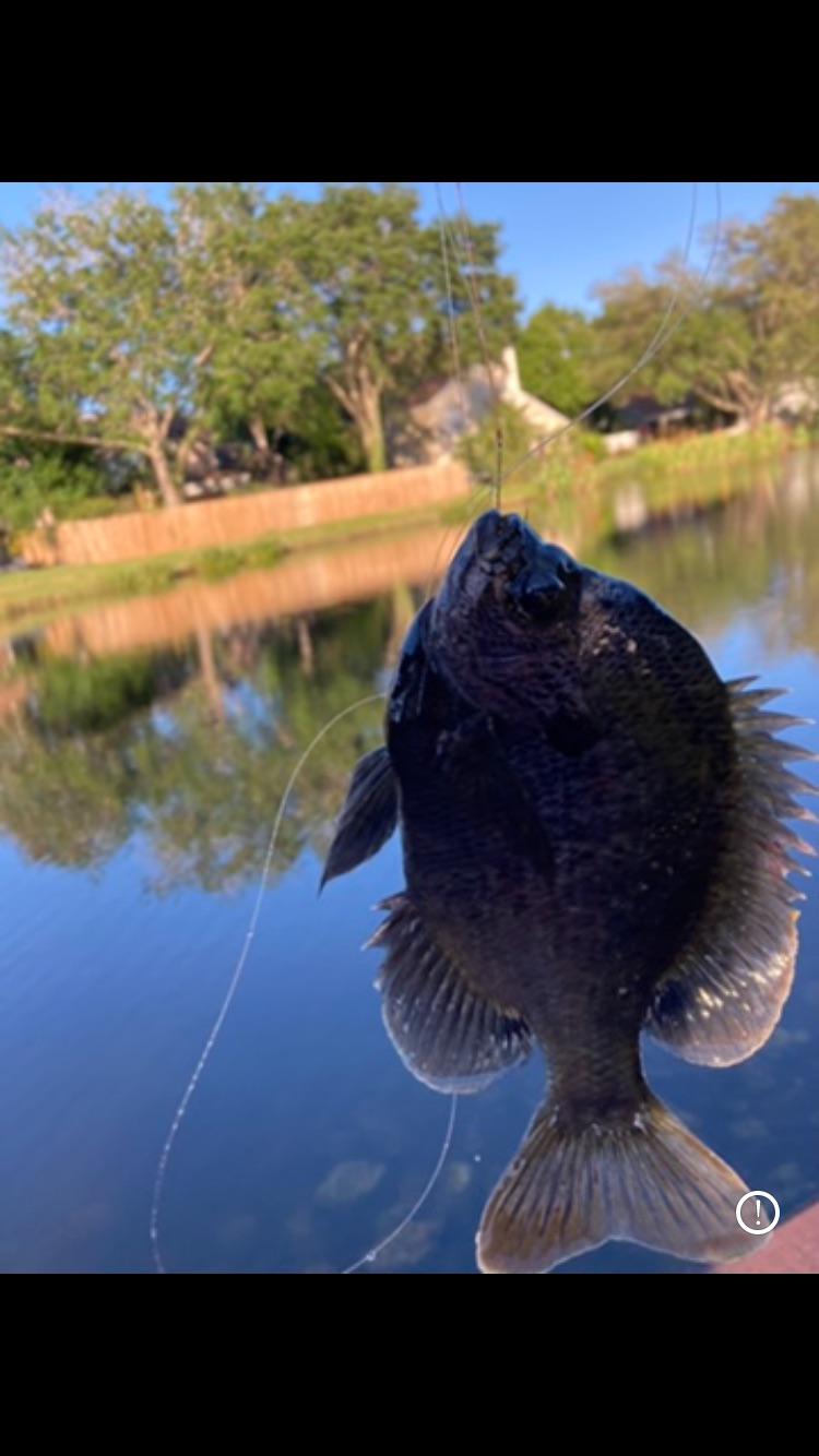 Look at this fish I caught with no fishing rod, only a line and a hook. Caught with corn