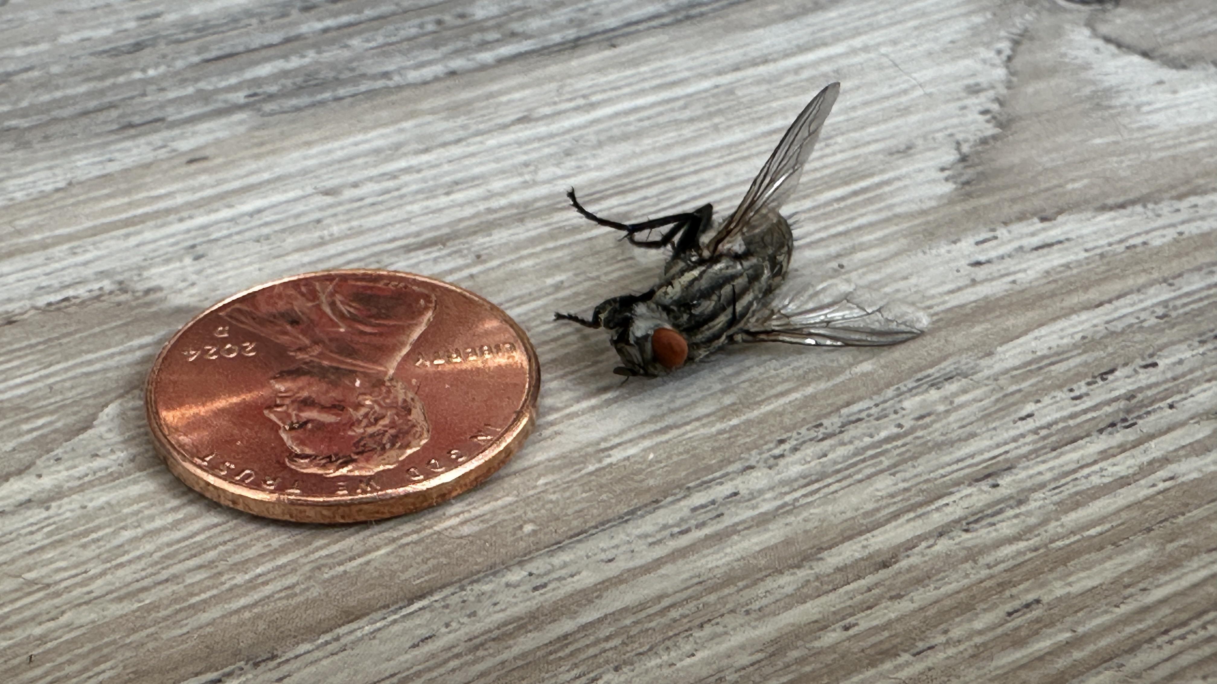 Biggest fly I've ever seen (penny for scale) | Scrolller