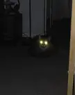 Blurry picture of a cat