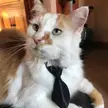 Business Cat!