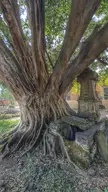 Tree and grave.