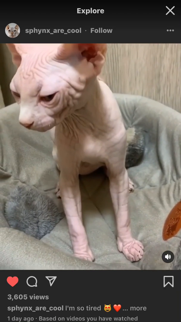 sphinx