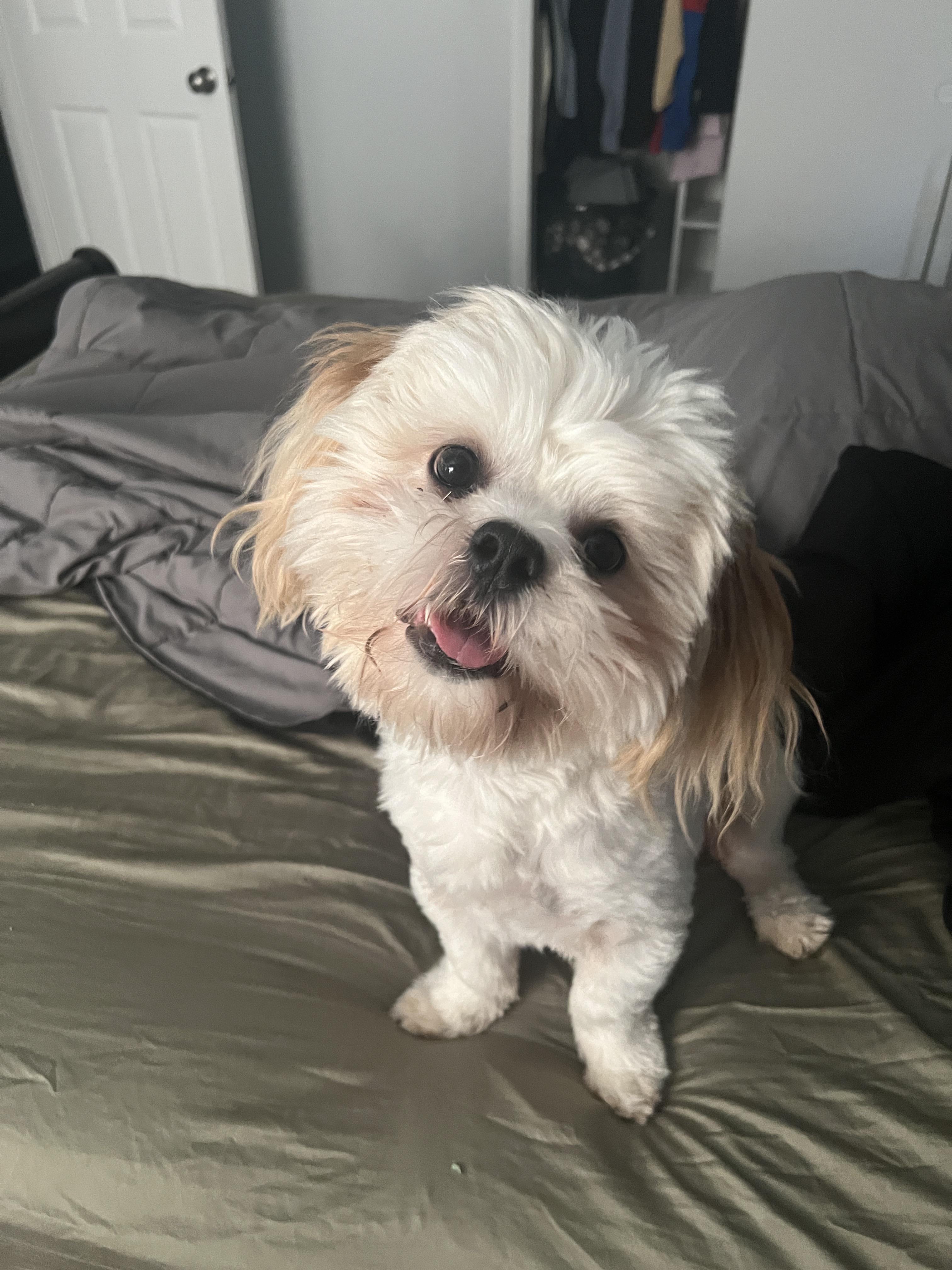 goodmorning from the man himself, pluto 🤍 aka, pooter, booter, scooter🤣