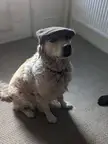 Ripley is wearing a hat