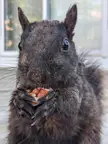 beautiful momma squirrel starting the day with a tasty snack 🥰