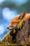 Red fox