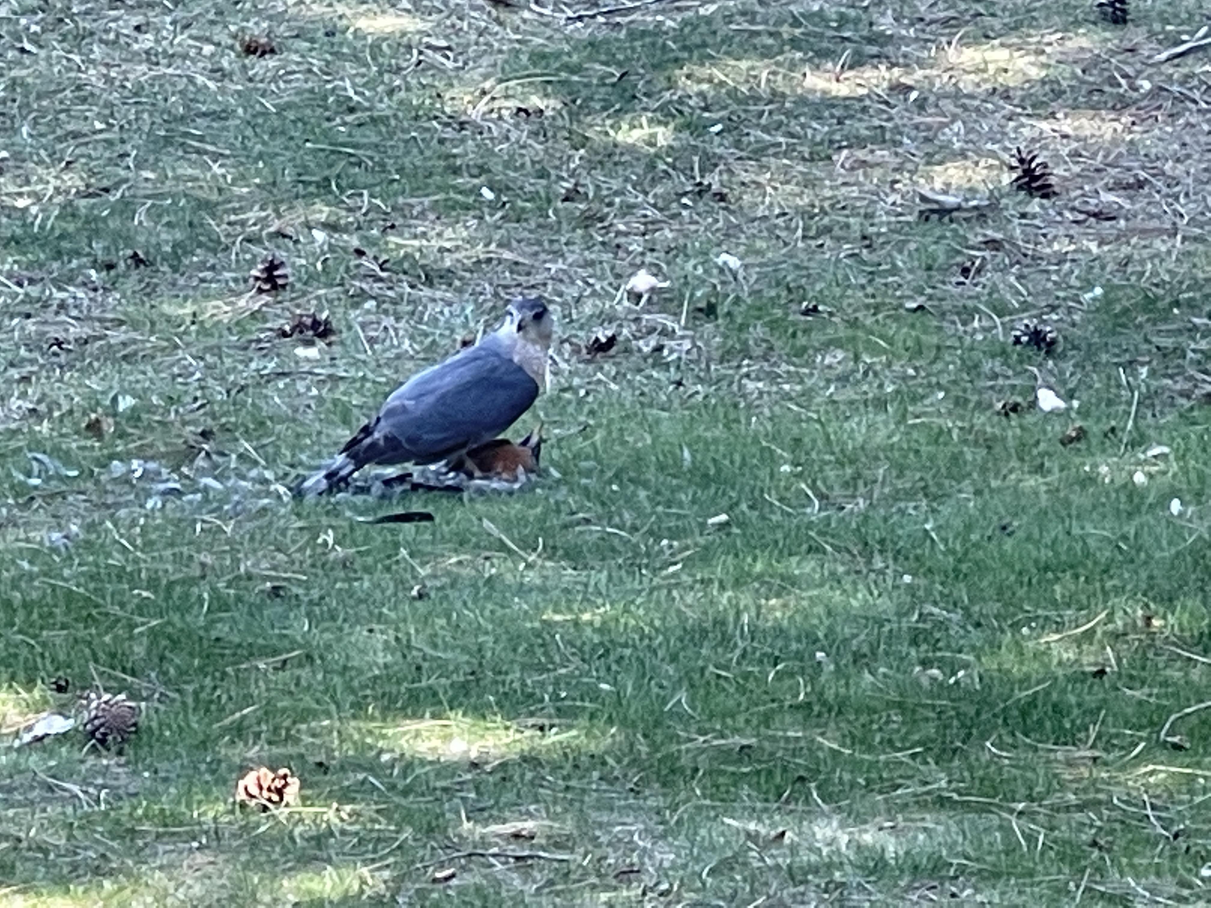 What bird just swooped this robin?