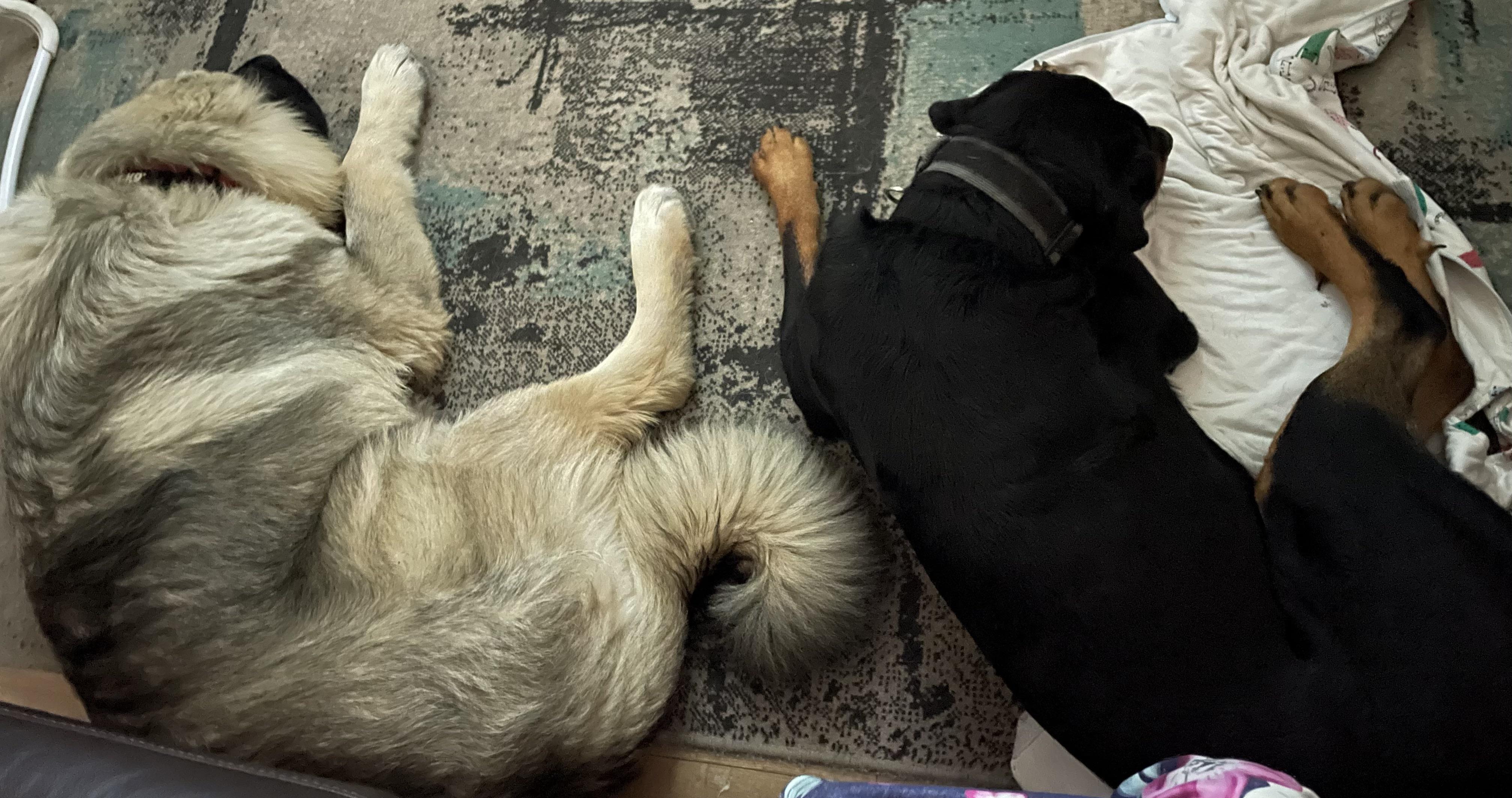Size comparison- 2.5 year old rottie to 8 month old Caucasian ovcharka