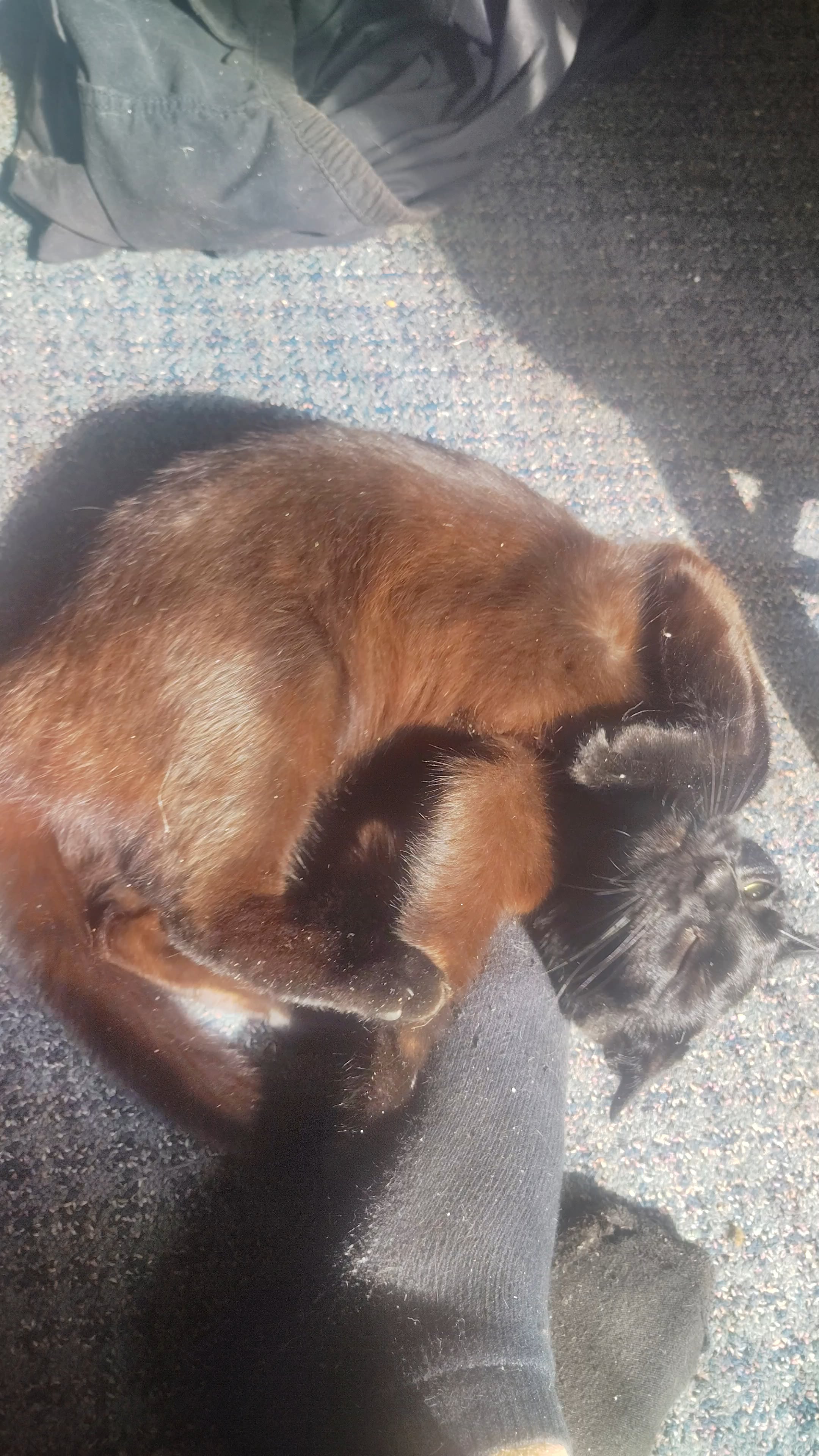 Kitty woke up and chose weirdness this morning