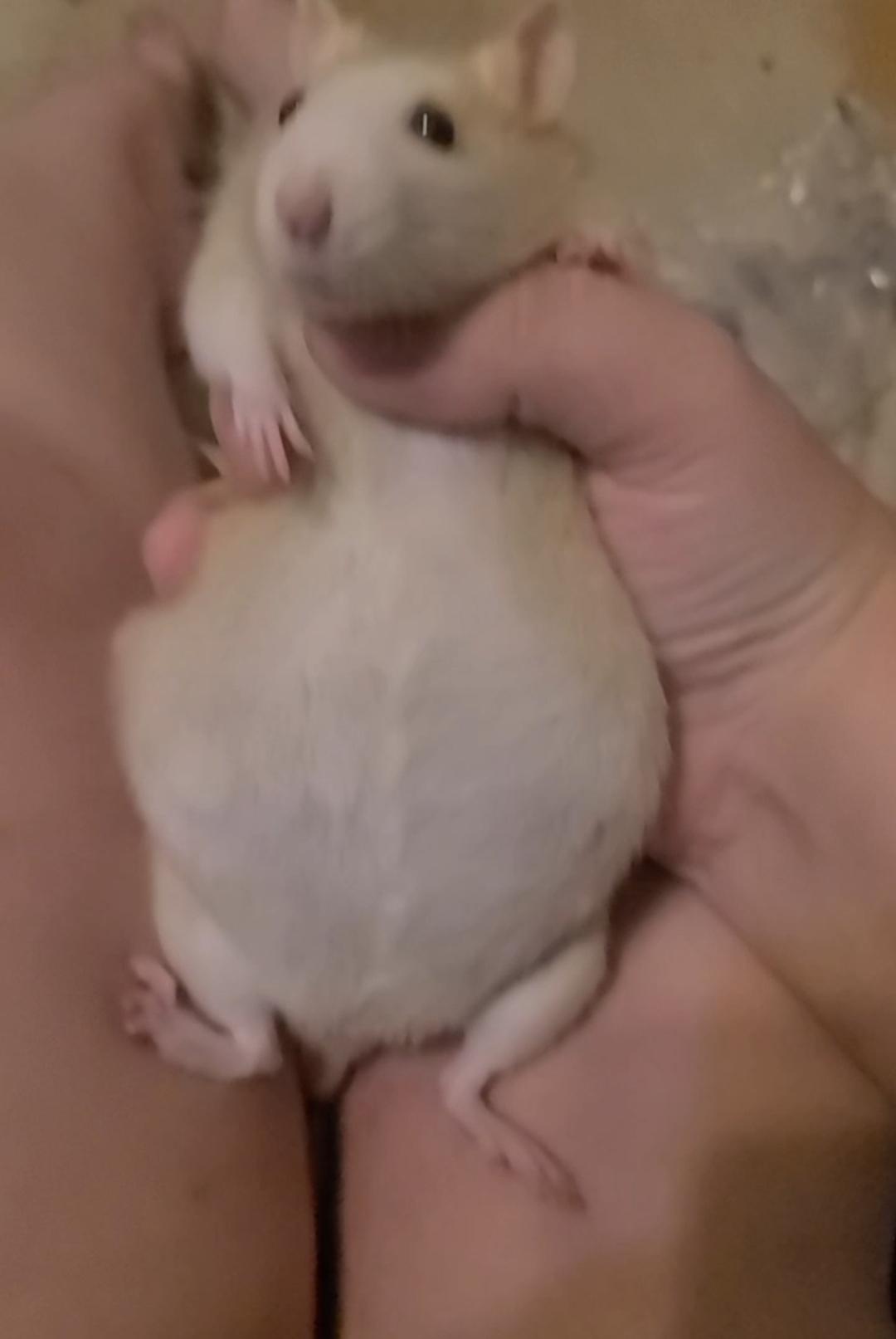 My rat is swollen