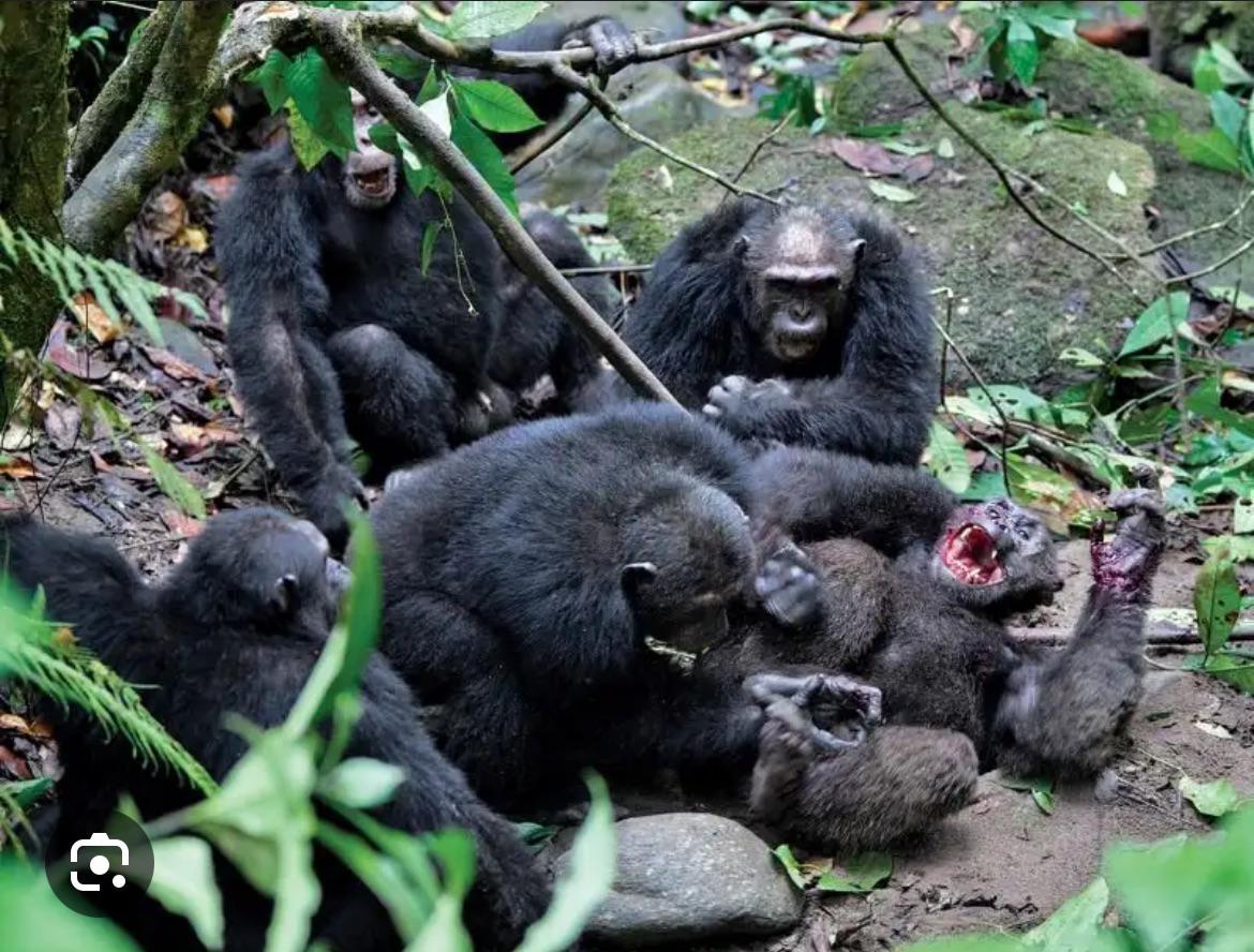 The Gombe Chimpanzee War, also known as the Four-Year War, was a violent conflict between two communities of chimpanzees in Gombe Stream National Park in the Kigoma region of Tanzania between 1974 and 1978. The two groups were once unified in the Kasakela community.