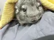 why does my chinchilla bite my toes?