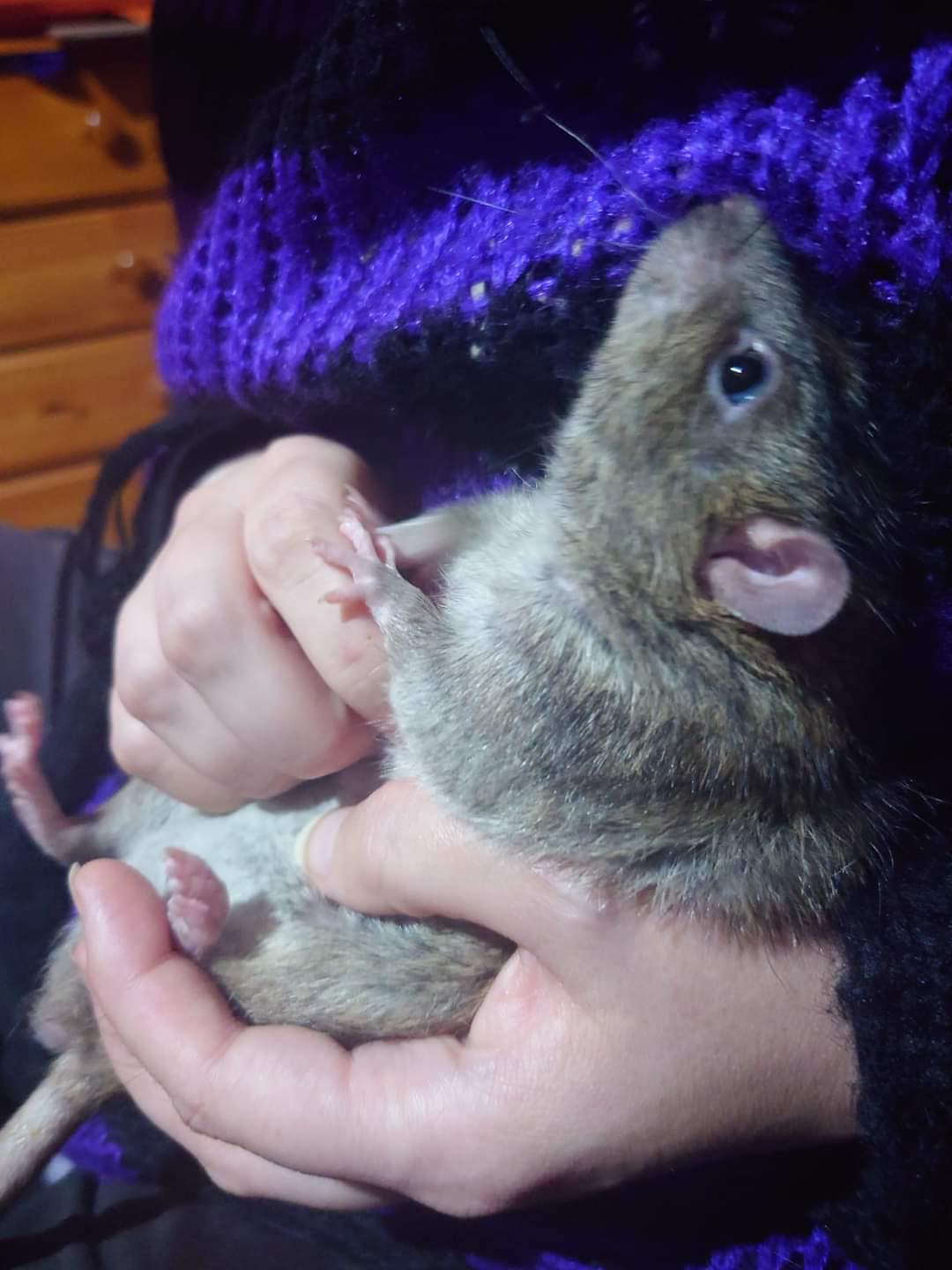This lil cutie likes belly tickles