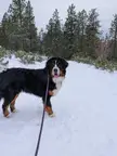 bernesemountaindogs