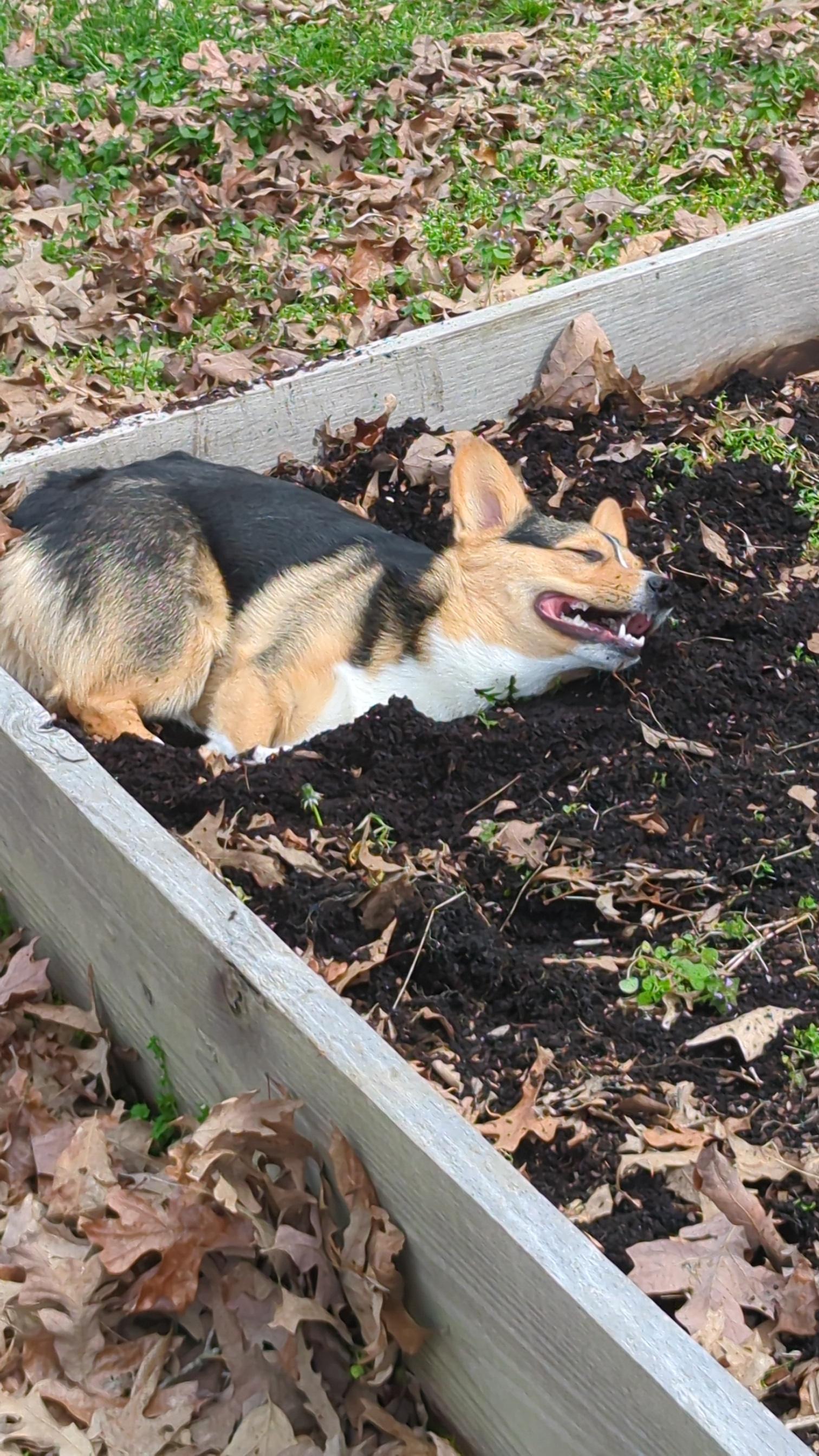 Flea and tick prevention