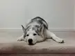 The Fluffiest Alligator