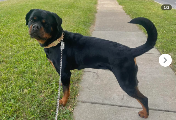 ROTTIE WITH A TAIL!! Who else has one??