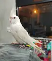 Need some help for a rescue. Don't know how to take care of this little bird. Any suggestions appreciated.