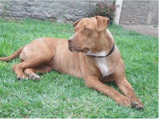 Pitbull