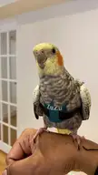 My girl ZuZu wanted to show you all her little harness