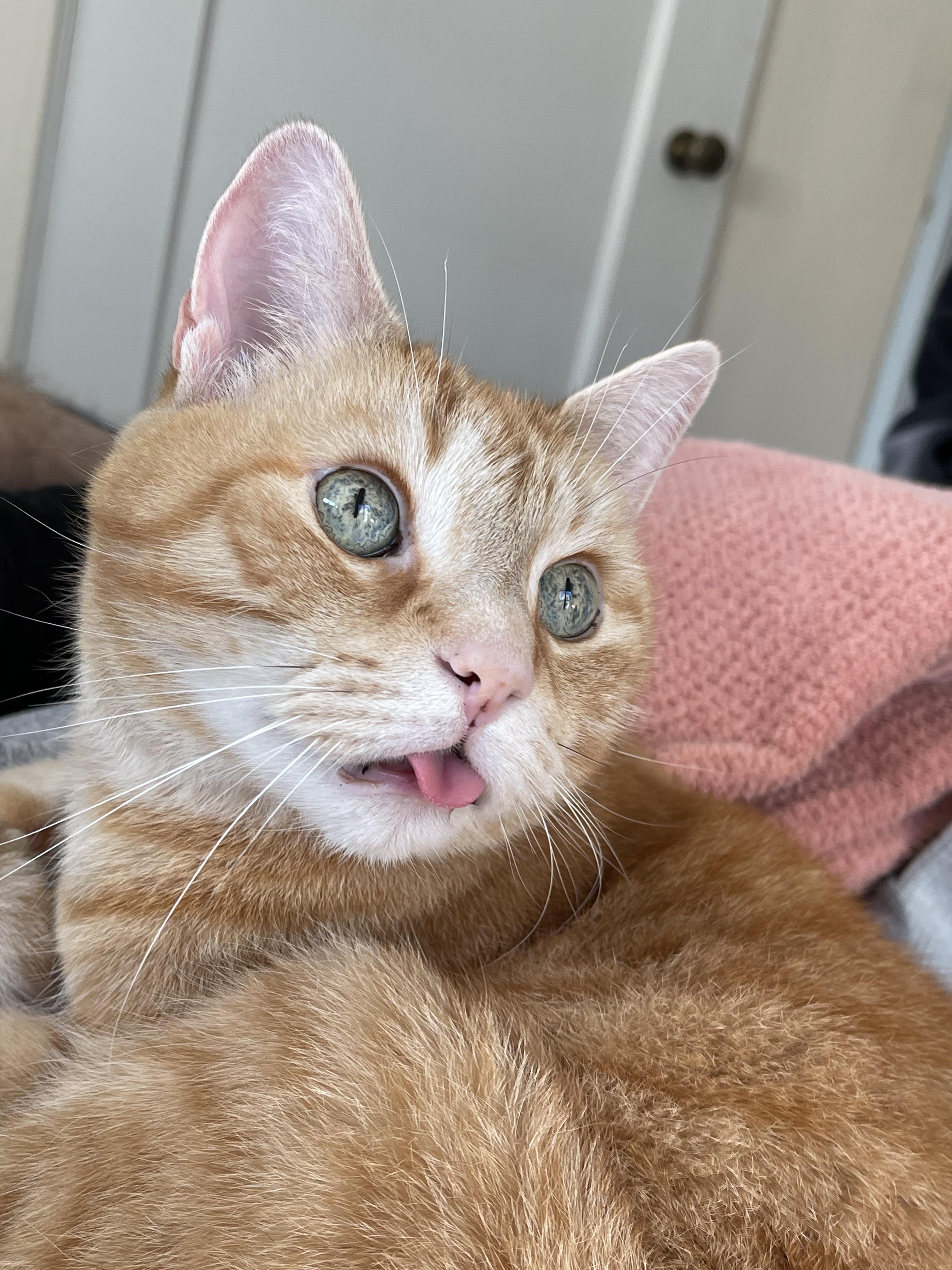 Show me your blep!