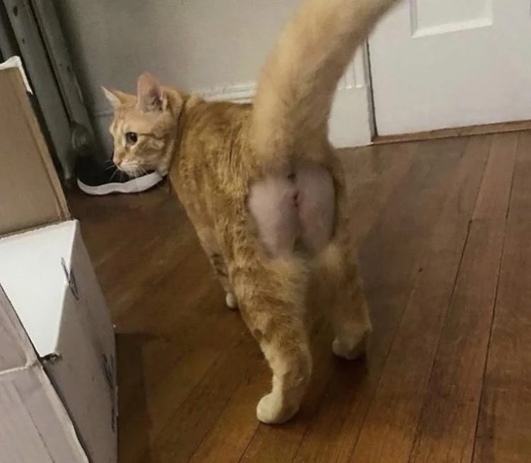 That doesn’t look like the lion’s mane cut… hmm | Scrolller