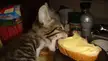 Do Cats Like Butter?