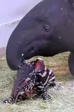 This Cute Mother And Baby Malayan Tapir 🖤🤍🤎💚