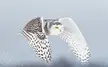 Snowy owl