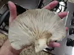 This big guy is about to turn into a burger patty 🤤
