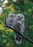 Two Owls in a Tree