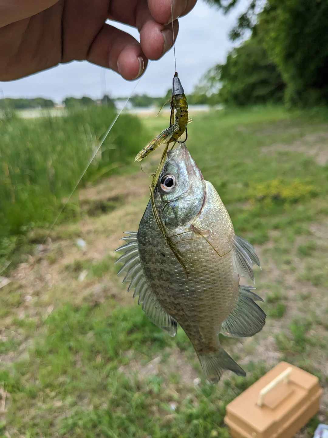 Ever caught a sunfish on a Texas rig? | Scrolller