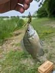 Ever caught a sunfish on a Texas rig?