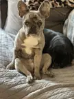 Sit like human maybe get human treat