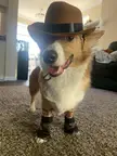Howdy