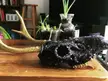 Crystallized Deer Skull