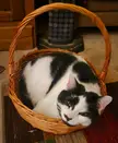 How about a Jinx in a basket