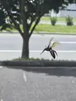 Bug Bite Identification